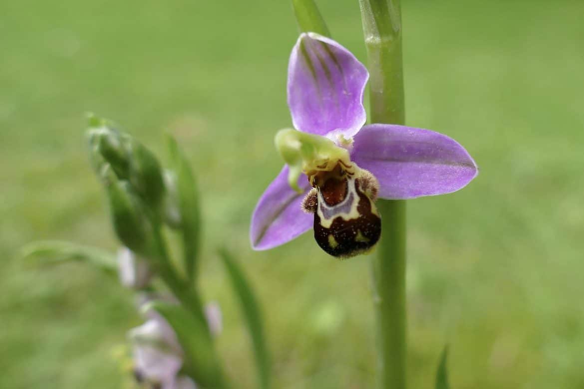 Des orchidées sauvages à Orcines ?